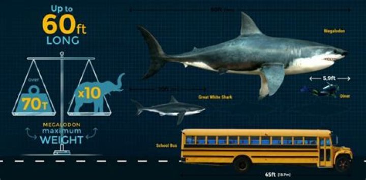 Megalodon'un Ger&ccedil;ekte Nasıl G&ouml;r&uuml;nd&uuml;ğ&uuml;n&uuml; H&acirc;l&acirc; Kimse Bilmiyor (Aksini