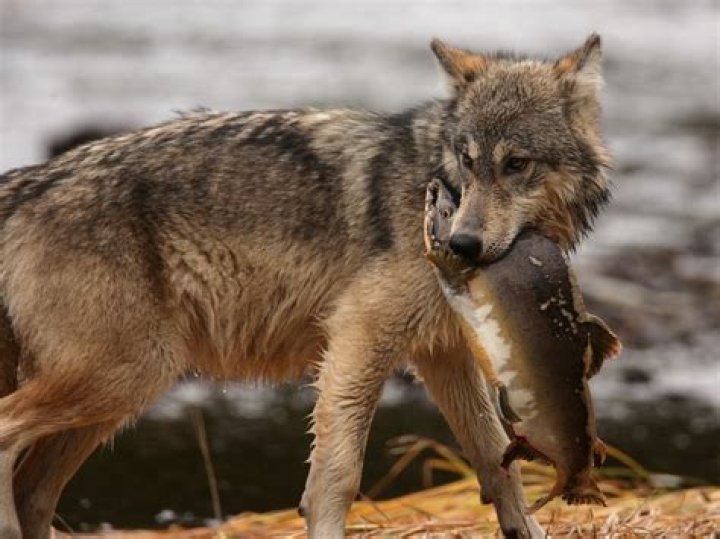 New study shows just what vicious predators humans really are The