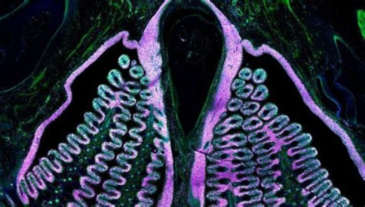Newly discovered organ may be the largest in the human body &bull;