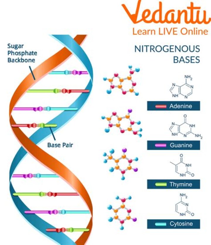 Nitrogenous bases molecular structures Royalty Free Vector