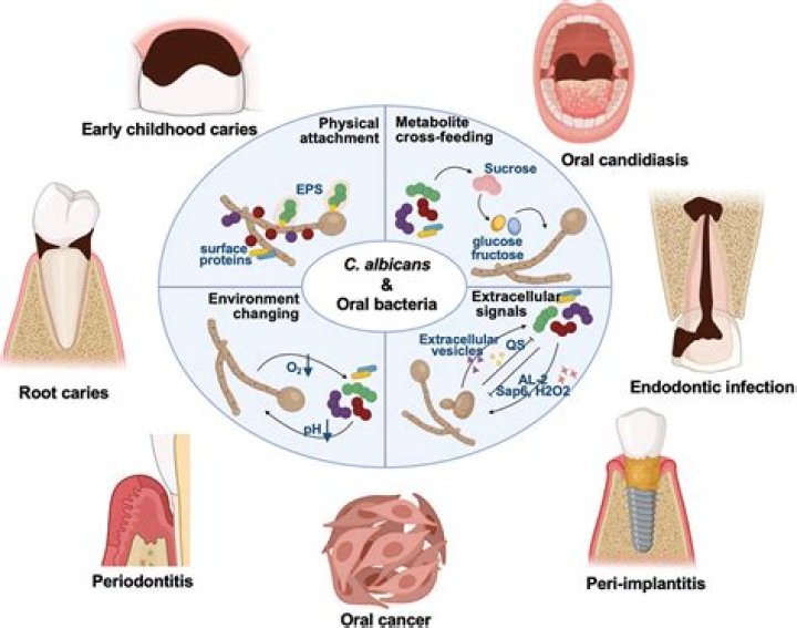 Normal Flora of the SkinSkin Microbiome &bull; Microbe Online