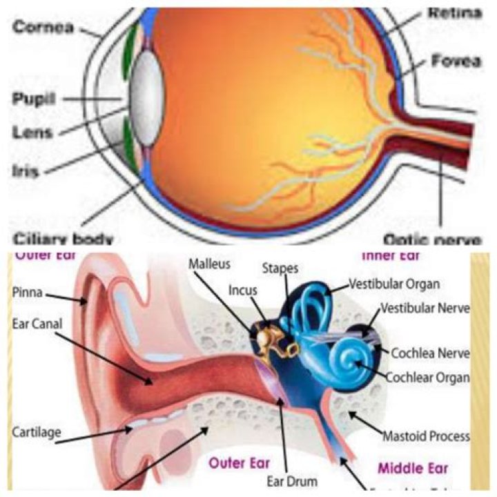 Parts Of The Ears And Their Functions