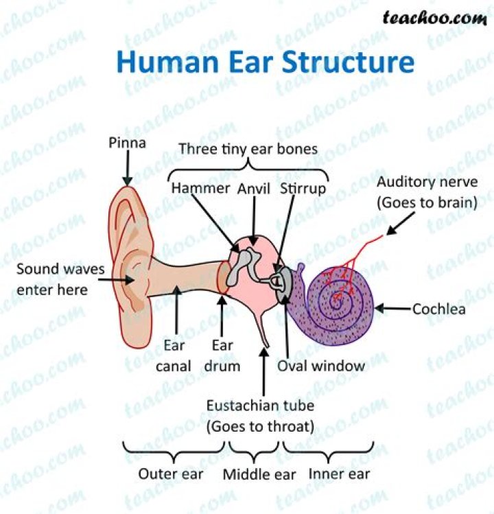 Parts Of The Human Ear And Their Functions