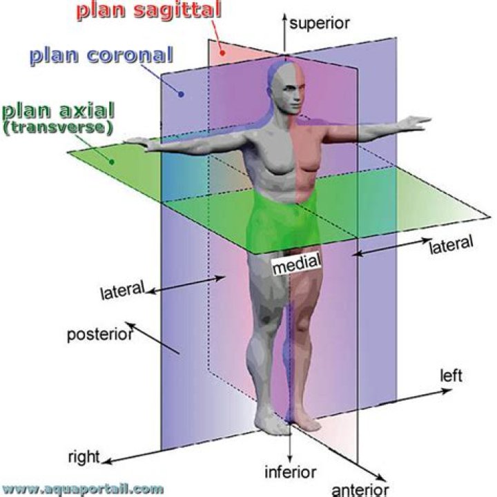 Plano sagital caracter&iacute;sticas, para qu&eacute; sirve, movimientos, ejemplos