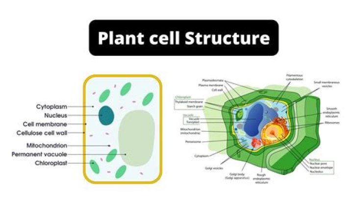 Plant Cell [Definition, Characteristics, Types and Importance