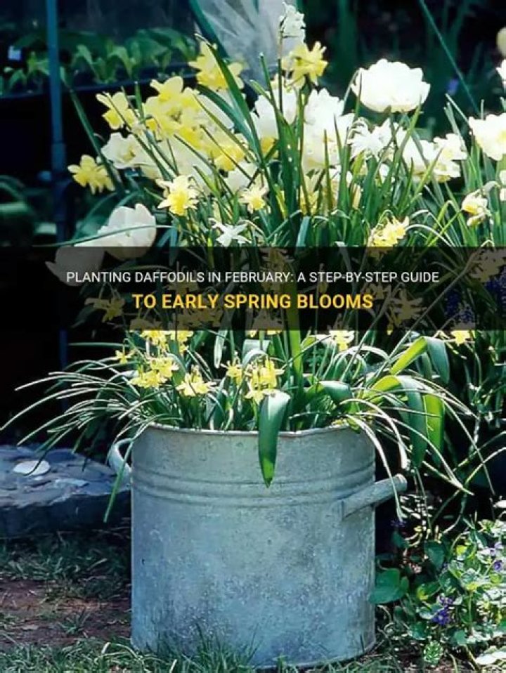 Planting Daffodils In February A StepByStep Guide To Early Spring