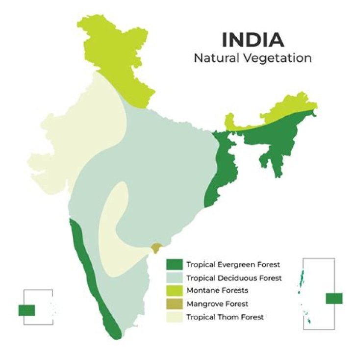 PPT DECIDUOUS FOREST PowerPoint Presentation, free download ID2459916