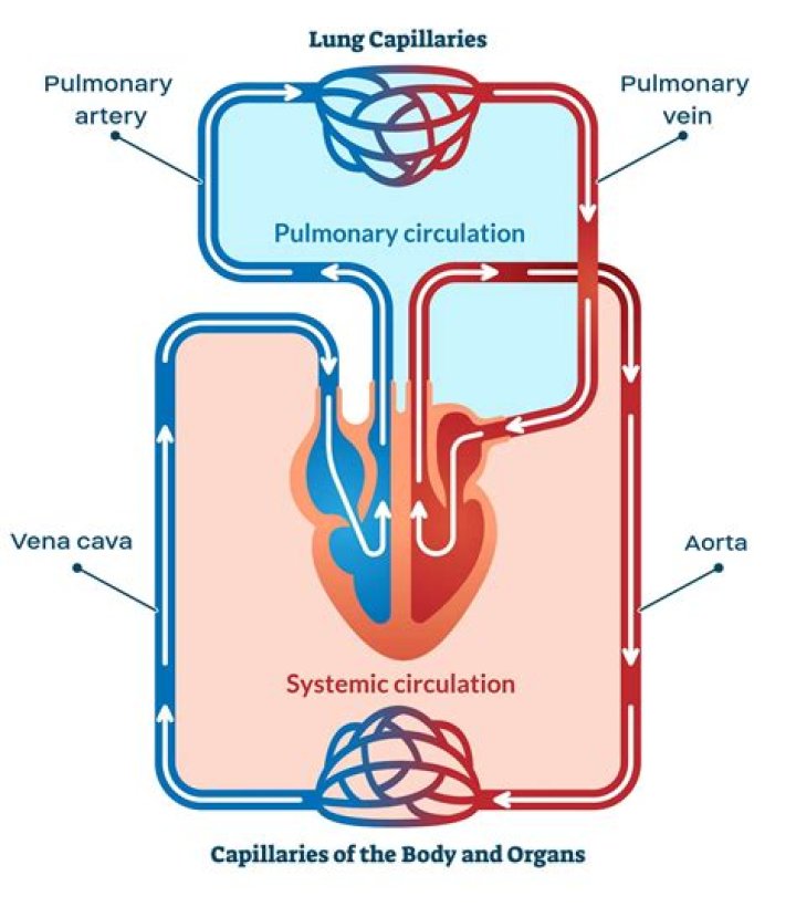 Pulmonary Circulatory System Circulatory And Respirat vrogue.co