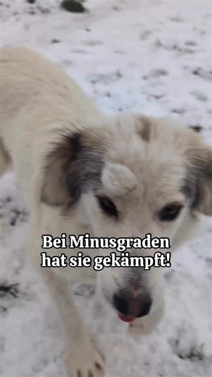 Rasierapparat zur Verf&uuml;gung stellen Eisig karty darmowe gry S&uuml;damerika
