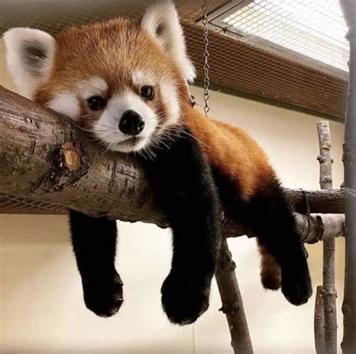 Red Panda Red Panda Cute, Panda Love, Animals And Pets, Wild Animals