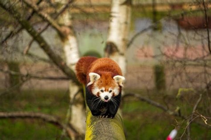 Red Pandas at Yorkshire Wildlife Park