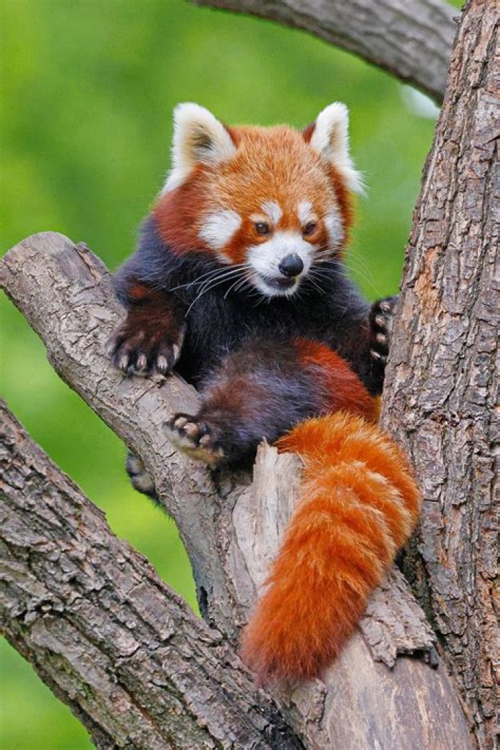 Red Pandas &middot; Free Stock Photo