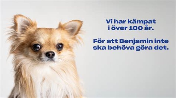 S&aring; gick det till n&auml;r l&auml;karen Matthias avsl&ouml;jade Macchiarini P4