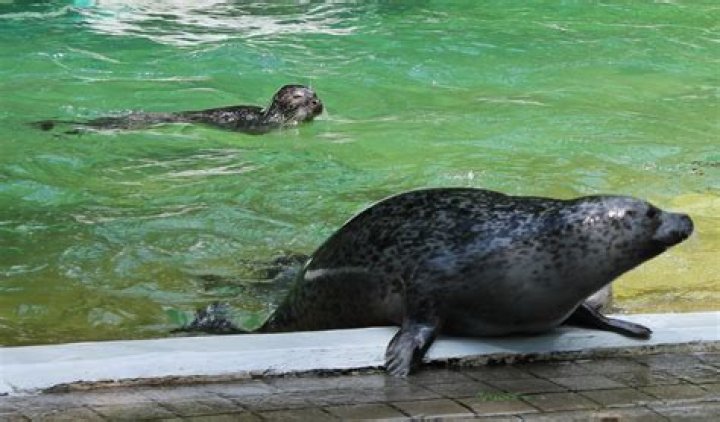 Seals ZooChat