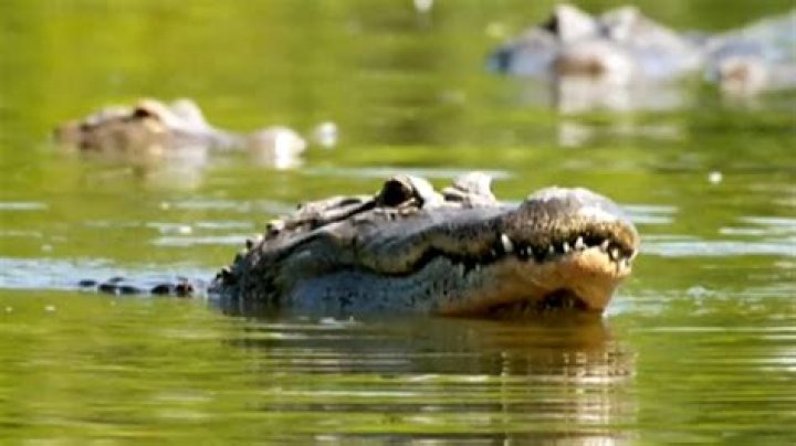 Shaman Eaten By Crocodile Telegraph