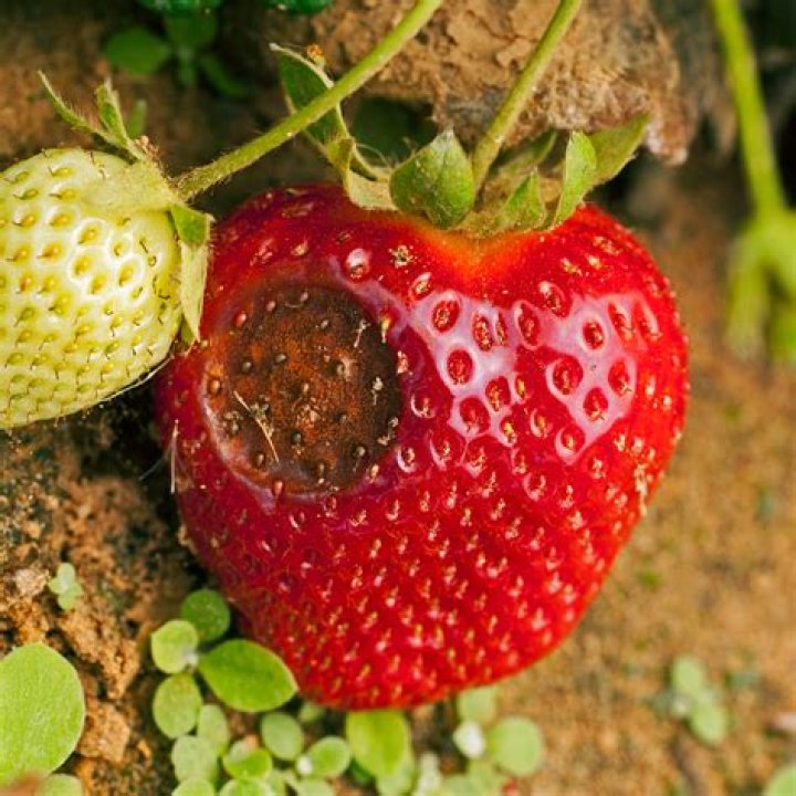 Strawberry Diseases 2.931 Extension