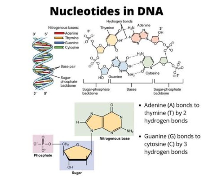 Structure Of Dna Nucleotide Bases