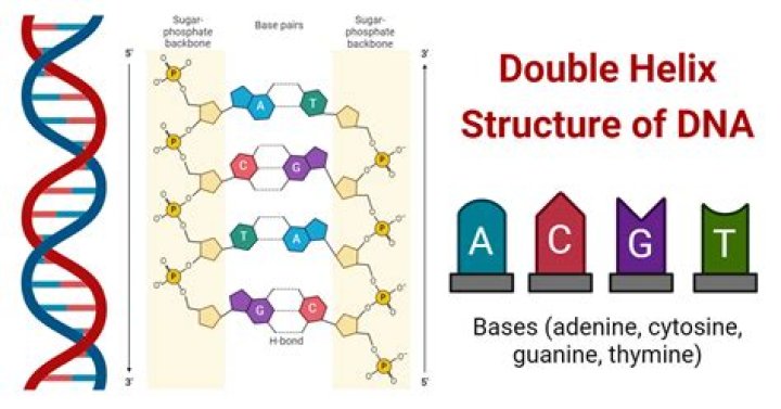 Structure of DNA
