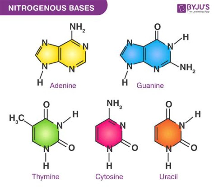 Structure Of Nucleotide Bases