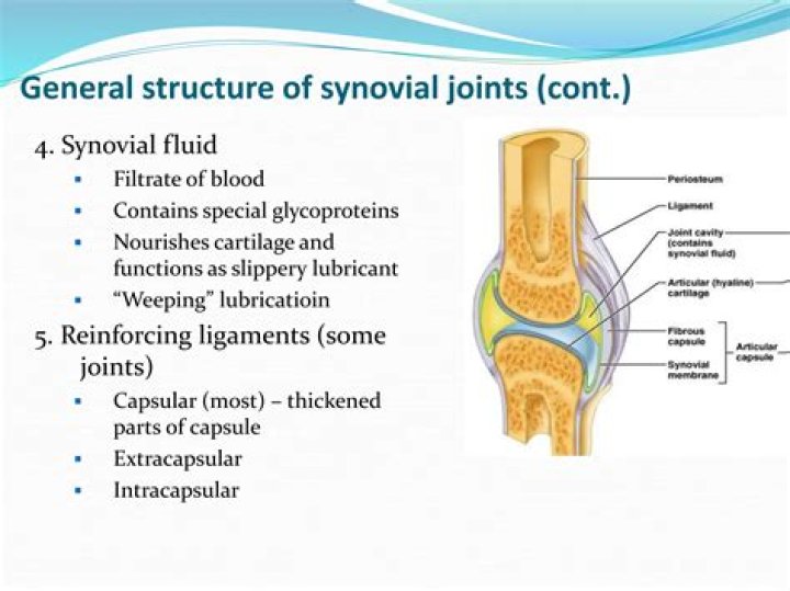 Synovium & Synovial Fluid Basic Science Orthobullets