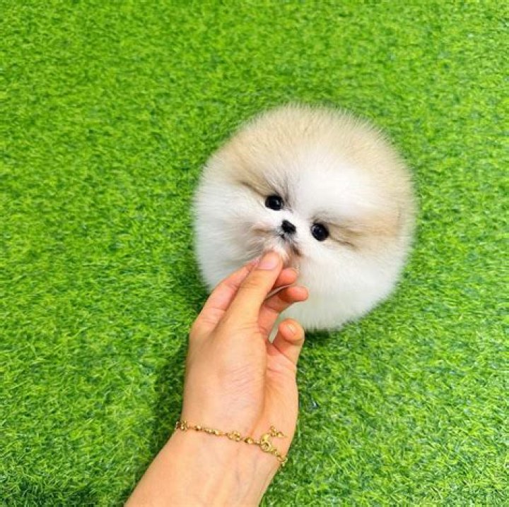 Teacup pomeranian puppy Is it Cute Puppy (Breed ) Petlife