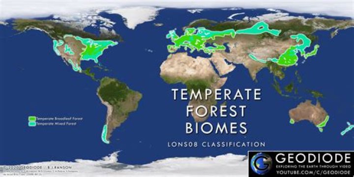 Temperate Deciduous Forest by Damian Brown