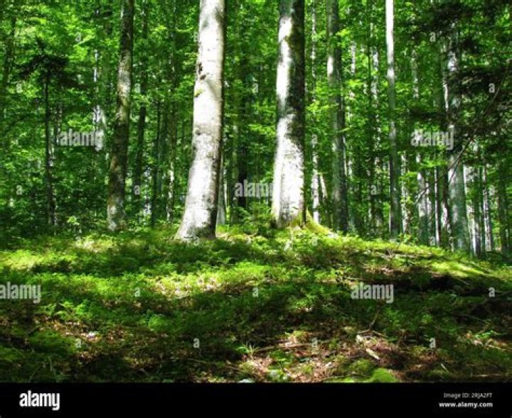 Temperate Forests Are MildClimate Forests