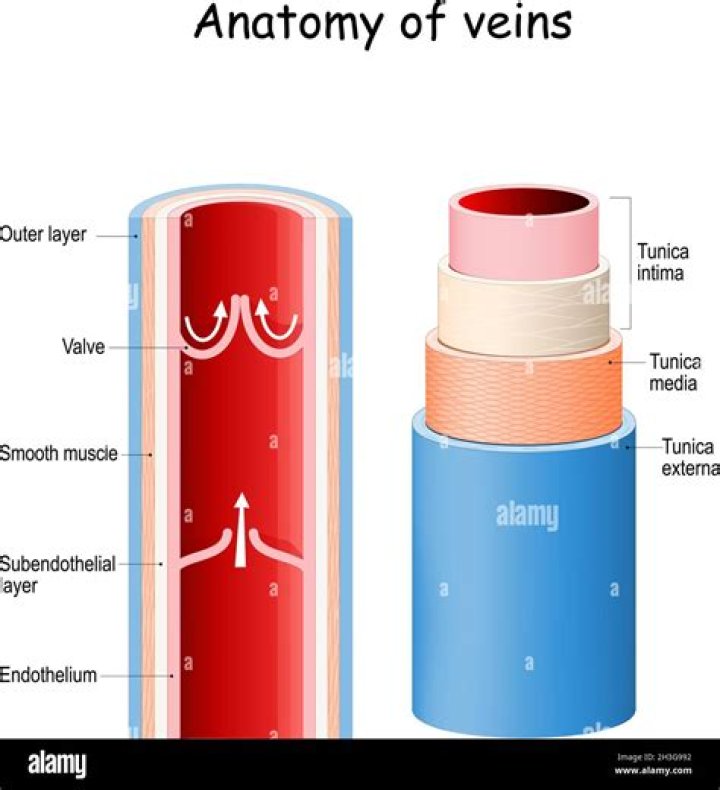 The Anatomy of a Vein The New Jersey Vein & Vascular Center