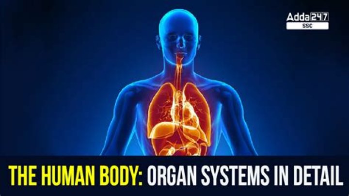 The Biggest Organ: Uncovering The Largest Human Body Part