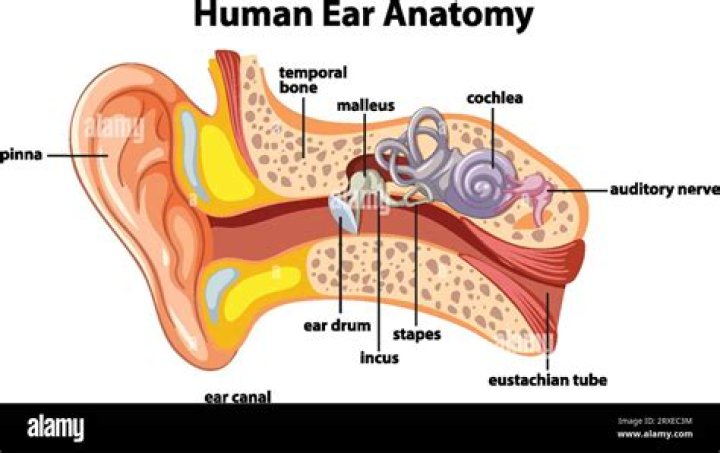 The Human Ear Anatomy And Function Divers Alert Netwo vrogue.co