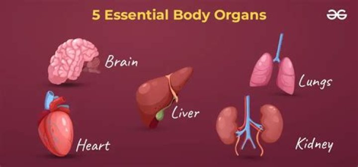 The Second Largest Organ: Its Vital Importance