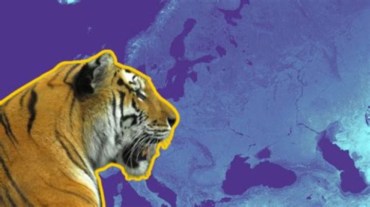 The Tiger provides a noncredible defense r/NonCredibleDefense