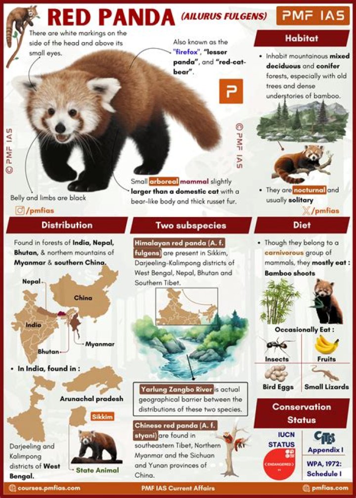 The Truth About Owning A Red Panda: Can You Legally Purchase One?