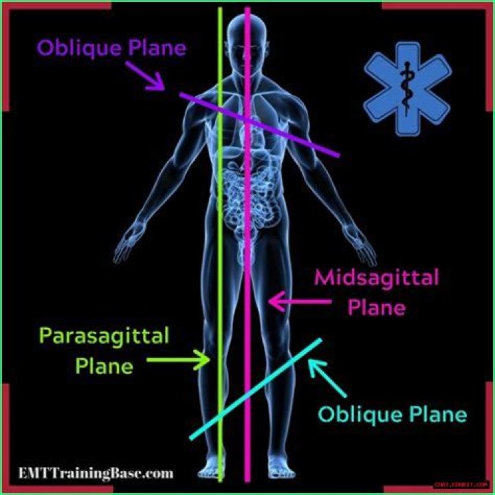 The Ultimate Guide To Midsagittal Definition In Anatomy