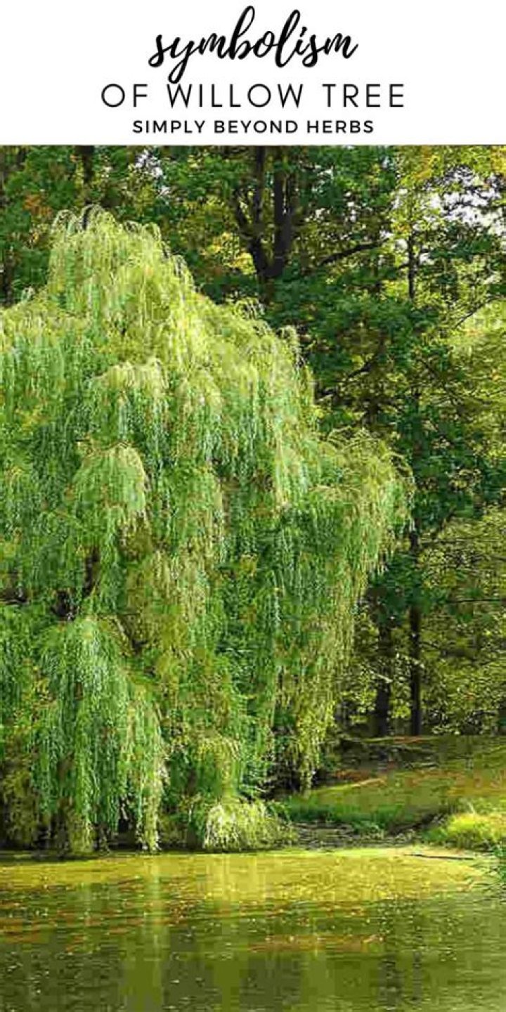 The Ultimate Guide To Pear Tree Symbolism And Meaning