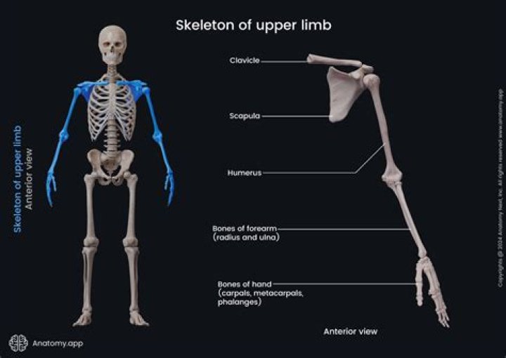 The Ultimate Guide To Understanding "Limb By Limb" Meaning: A Comprehensive Explanation