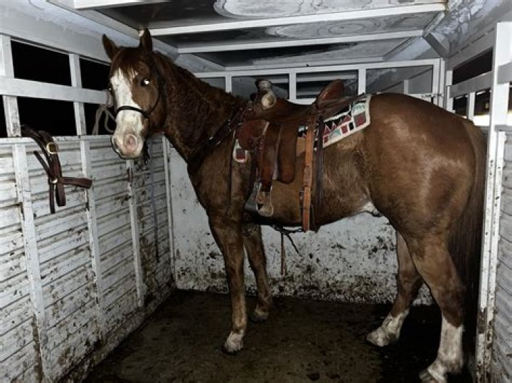 This Restaurant Sold Horse Meat in Buffalo?