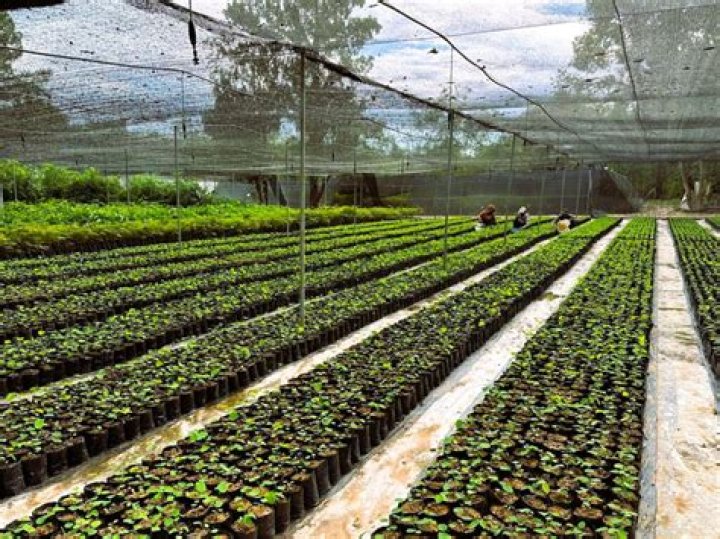 Ultimate Guide To Sapling Production In OSRS