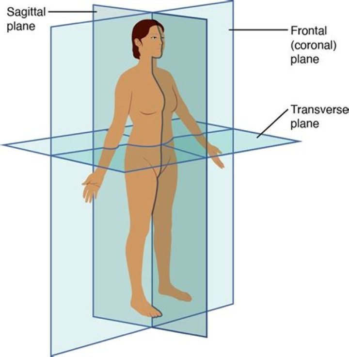 Ultimate Guide To The Median Sagittal Plane: Anatomy, Functions, And Significance