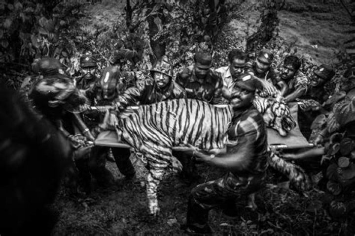 Unbelievable Tiger Attack Animals attacking humans Pictures Pics