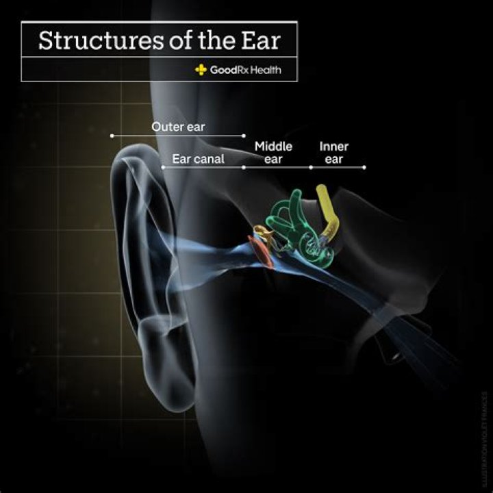 Unlocking The Ear's Marvels: Understanding Its Vital Functions