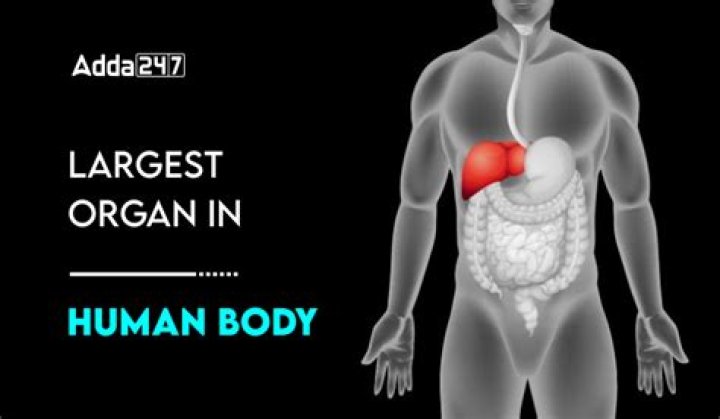 Unveiling The Largest Body Organ: The Exemplary Skin