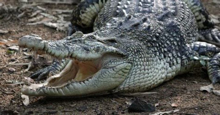 Video Shaman Dragged Underwater By Crocodiles