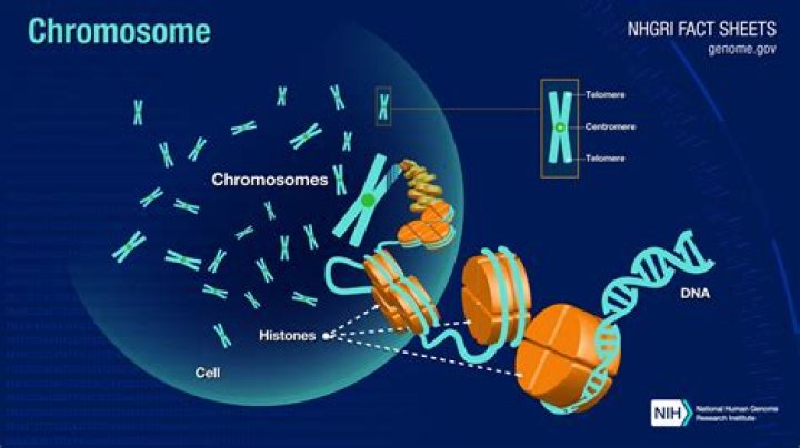 What are Chromosomes?