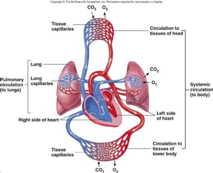what do the circulatory and respiratory systems work together to move
