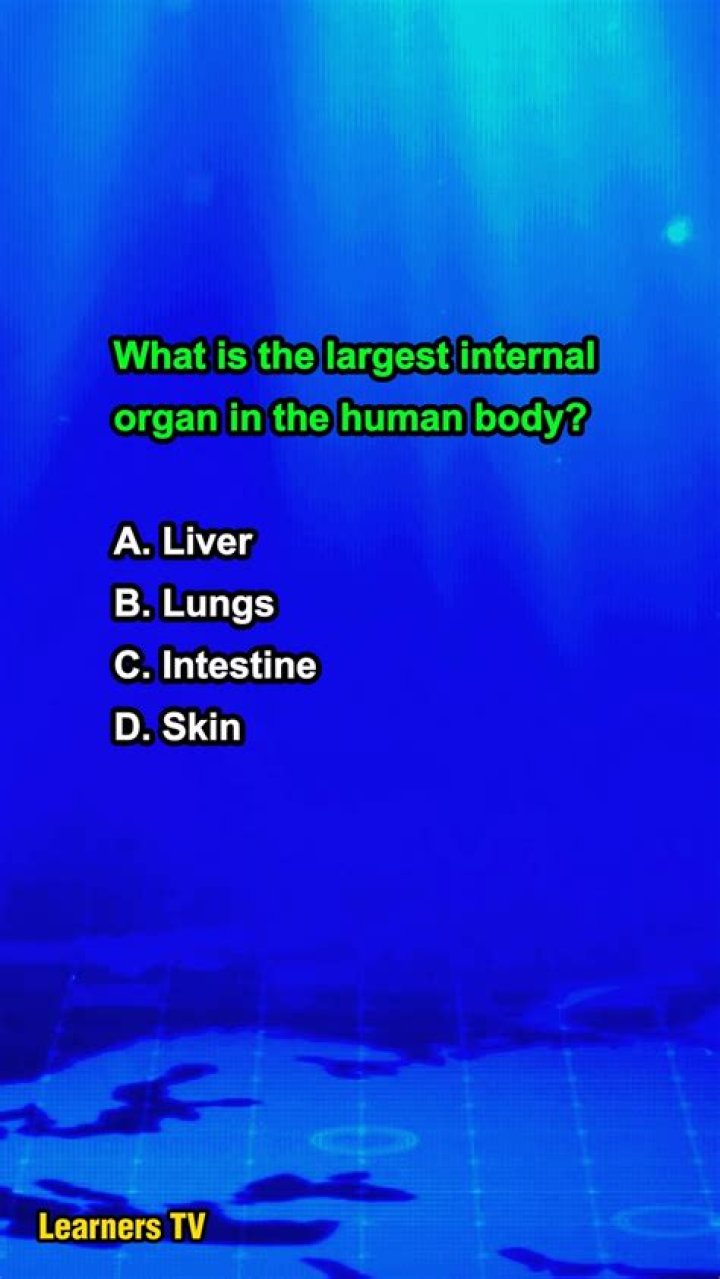 What is the largest internal organ of the Human body?
