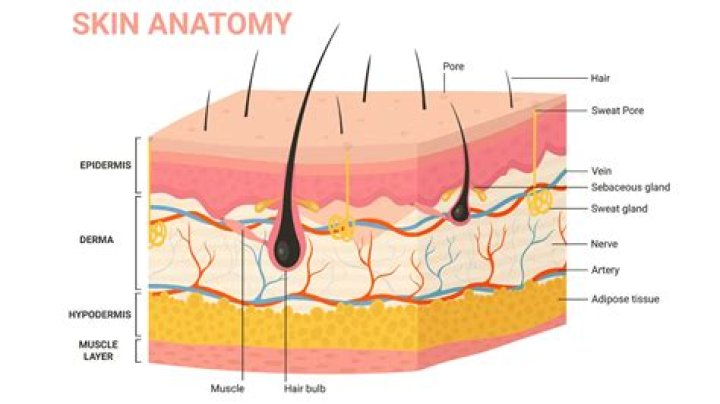 What Is The Largest Organ On Your Body