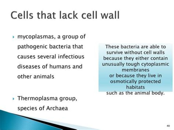 Why Animal Cells Lack Cell Walls: An In-Depth Explanation