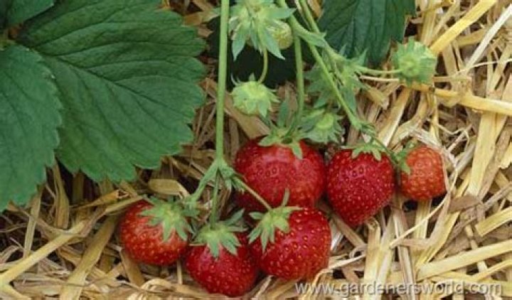 Why are Strawberries Called Strawberries?