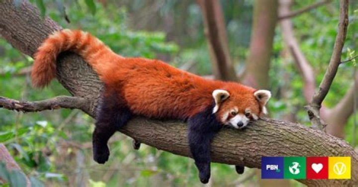 Why Are the Red Pandas Endangered? Sciencing